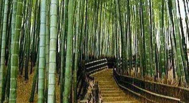 Ma lo sapete che c'è una foresta di 40 ettari di bambù in Veneto?