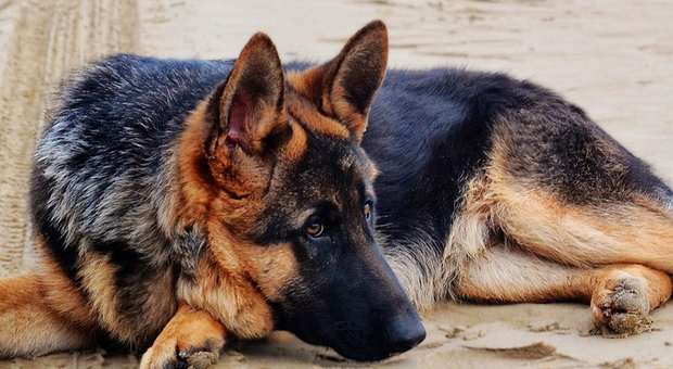 Guidonia, perde il cane e lo ritrova sui social: viene multato di 500 euro