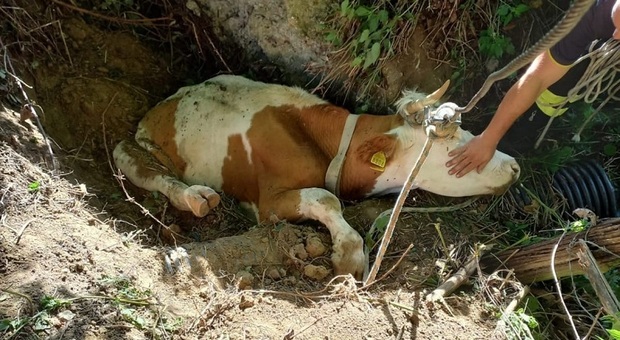Scivola in una buca e rischia di morire: mucca salvata dai vigili del fuoco