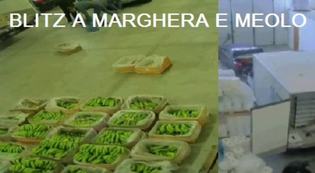 Coca purissima sotto chili di banane Tentacoli della 'ndrangheta in Veneto Narcotrafficanti in manette