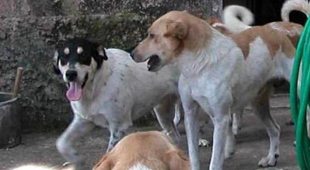 Il serial killer dei cani da guardia: avvelenati con polpette al fosforo