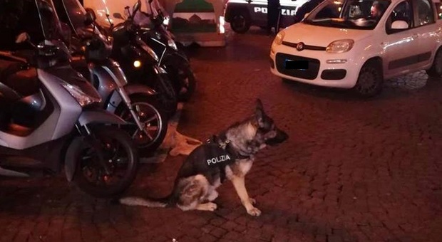 Napoli, Vomero al setaccio coi cani antidroga: 445 identificate persone e sanzioni