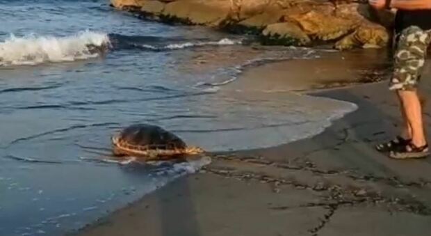 Tartaruga perde la strada del mare e si ritrova in un parcheggio: salvata dai volontari