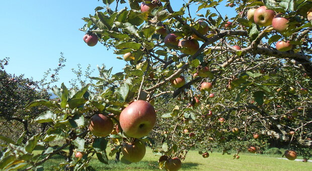 La mela friulana piace anche in America e Medio Oriente. Nel 2022 fatturato da 14 milioni di euro