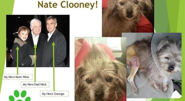 Cuore di vip George Clooney e sua moglie adottano un randagino disabile rifiutato da tutti