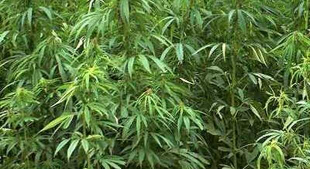 Padre e figlia scoperti a coltivare 206 piante di marijuana