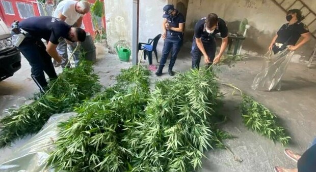 le piante di cannabis sequestrate dalla polizia municipale di Pomigliano