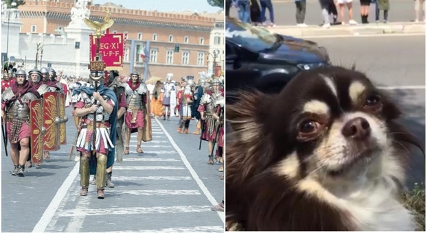 Roma, il cane sbrana e uccide un chihuahua sotto gli occhi dei proprietari: choc al Circo Massimo