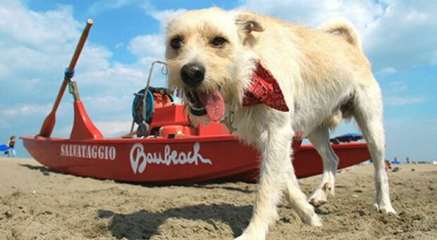 Nella BauBeach di Fiumicino i cani possono andare in spiaggia