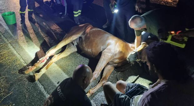 Incidente in tangenziale: la gomma del carrello scoppia, ferito un cavallo trascinato a terra