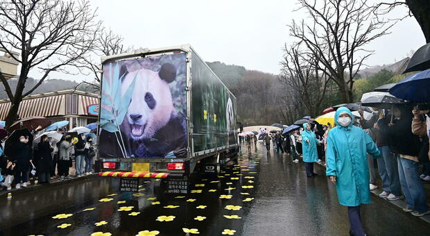 Fu Bao addio: la Corea del Sud saluta il suo panda gigante. Il guardiano che lo ha cresciuto: «Ti ricorderemo sempre»