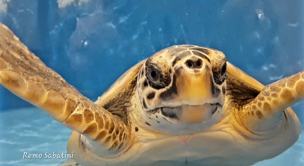 Un milione di tartarughe marine uccise illegalmente negli ultimi trent'anni, lo studio choc
