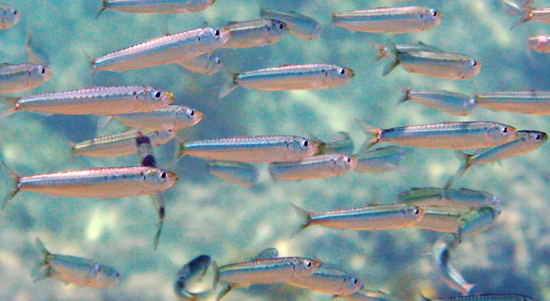 Di sardine, tonni e aringhe ovvero delle rivoluzioni mancate sotto il segno dei pesci