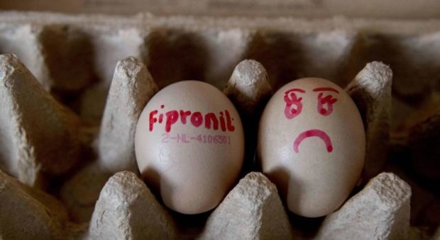 Uova contaminate, ritirato lotto in Sardegna