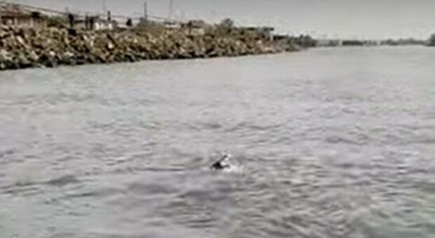 Balena grigia nel Tirreno, l'animale in difficoltà soccorso sul litorale romano