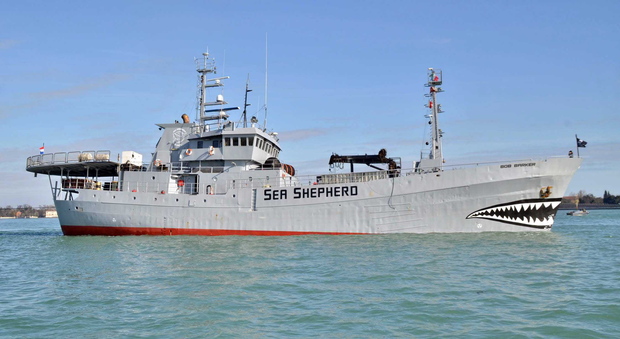 La laguna ferma Sea Sheperd: nave degli attivisti finisce in secca