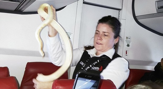 "C'è un serpente sull'aereo ma non sappiamo dov'è": l'annuncio del pilota crea il panico tra i passeggeri -Guarda