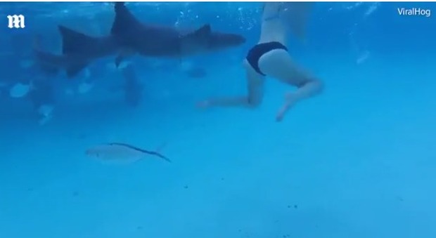 Sposa attaccata da uno squalo durante il viaggio di nozze Video