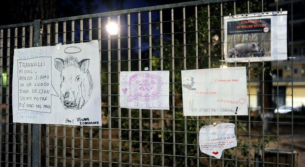 Cinghiali a Roma, il Campidoglio: «Ora si cambia, stop alle uccisioni in strada»