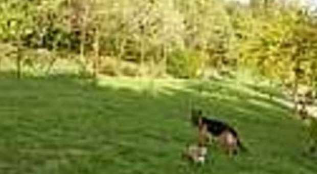 Rieti, una nuova area cani in città e' stata aperta nel parco “Il Coriandolo”