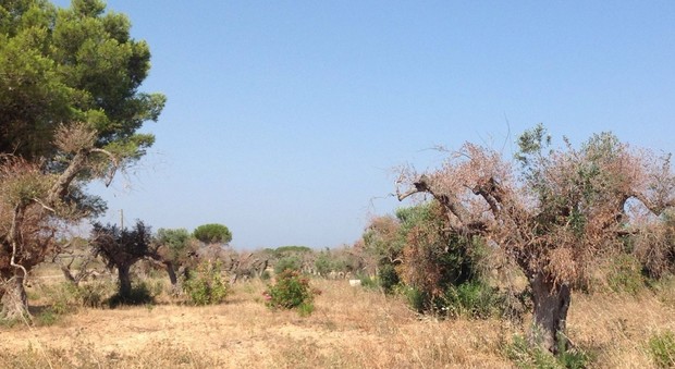 Xylella, spuntano altri focolai: 5 nuovi alberi infetti tra Brindisi e Taranto