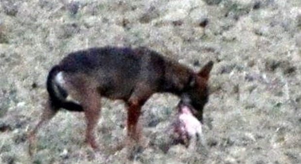 San Costanzo, lupo sbrana una capra vicino alle case e all'agriturismo