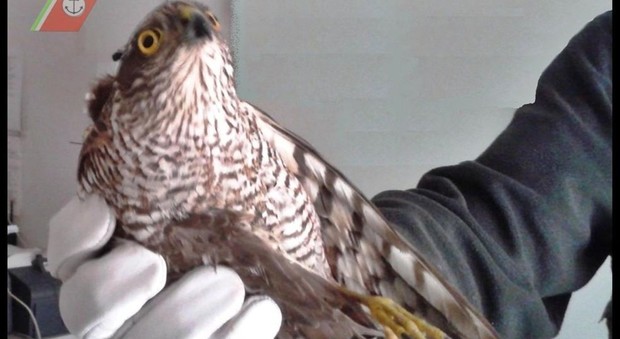 Cucciolo di falco ferito alla Romanina, lo salvano i residenti
