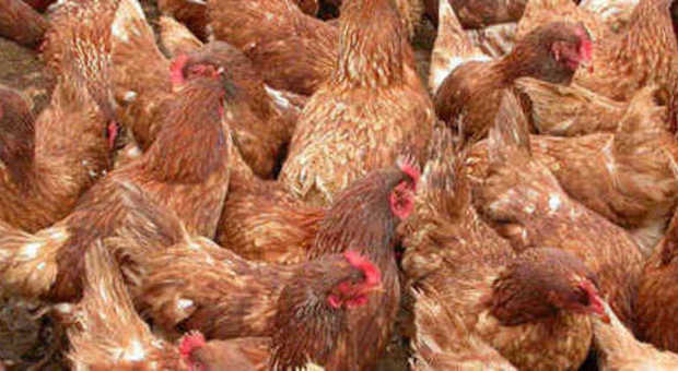 ​Rubano sacchi di galline: scoperti, fuggono in una “nuvola” di piume