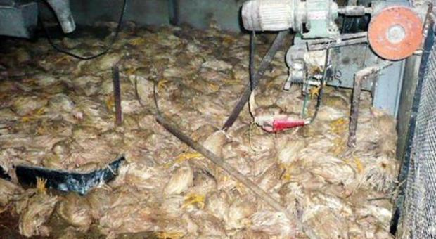 Allagamenti: ecatombe di animali Morti 12mila pulcini, 30mila polli e tori