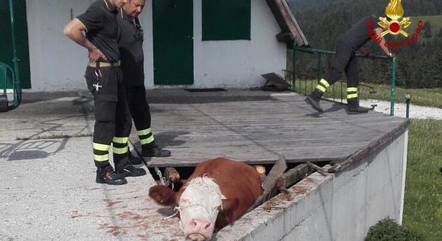 Mucca al pascolo in malga cade in una buca: salvata dai pompieri