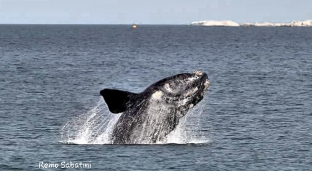 Il salto della Balena Franca (foto: Remo Sabatini)