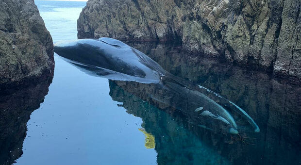 ANACAPRI - Cetaceo trovato morto nelle acque di Anacapri