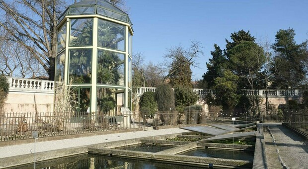 La "palma di Goethe" all'Orto Botanico