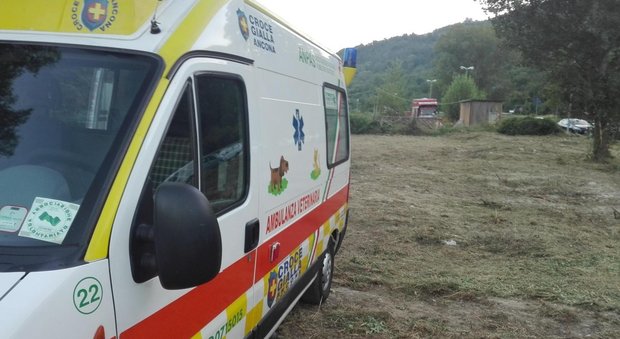 Terremoto, arriva anche l'ambulanza per gli animali: volontari 24 ore su 24
