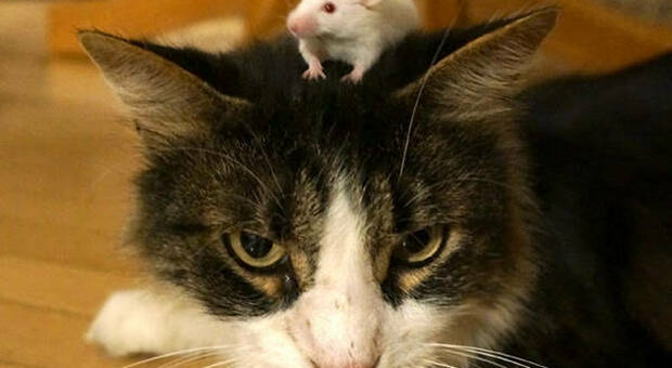 Tom e Jerry della vita reale: un gatto coccola un topo dopo averlo inseguito