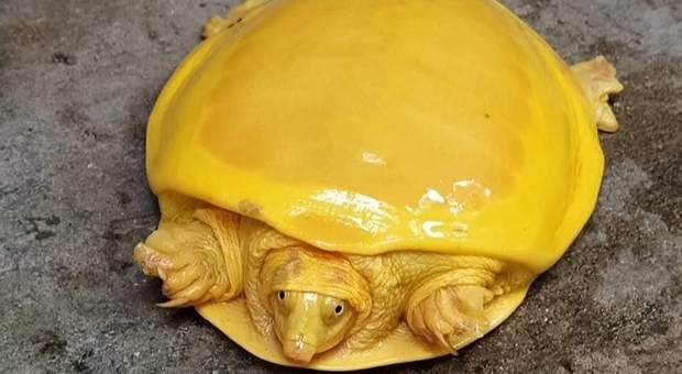 La rarissima tartaruga gialla rinvenuta nel Bengala. (immagine pubbl dal forestale Debashish Sharma, IFS su Twitter)