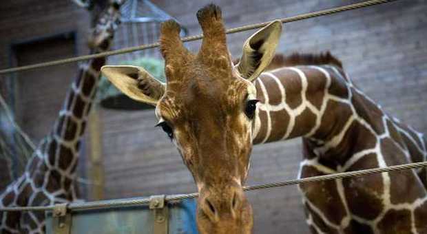 Marius, la giraffa giustiziata a Copenaghen