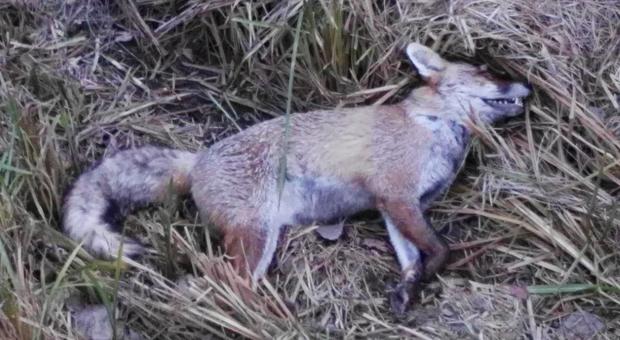 Esemplare di volpe ucciso dal cimurro