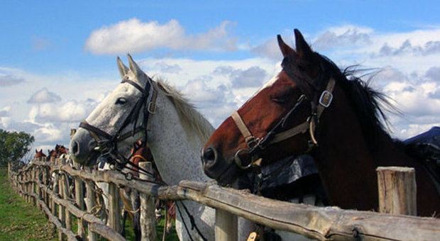 I cavalli comunicano muovendo le orecchie. La ricerca inglese: «Ma usano anche gli occhi»