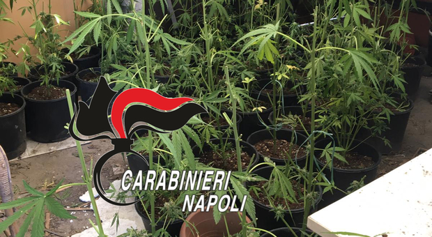 Coltiva marijuana nel casolare, arrestato pusher agricoltore a Torre del Greco