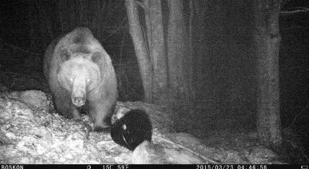 Una fototrappola ha immortalato la visita dell'orso MADI
