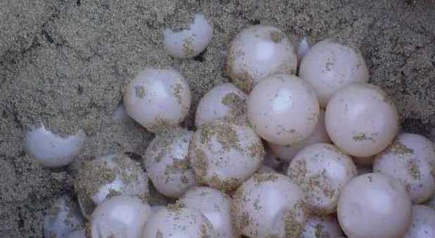 Le uova depositate da una tartaruga marina sulla spiaggia del Mingardo