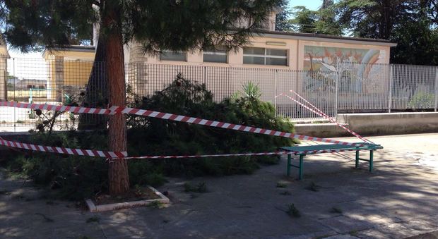 Cade un albero, paura davanti alla scuola