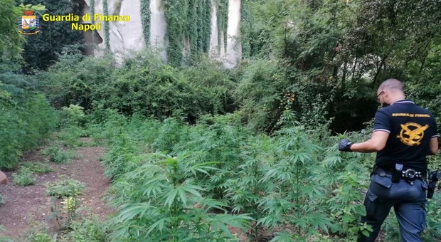 Marijuana, centinaia di piante sequestrate tra Marano e Quarto: 3 arresti