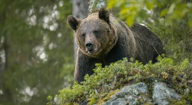 Cacciatore in auto investe un orso, ma mantiene la calma. L'animale fugge via ferito, l'uomo è illeso, ma l'auto ha danni per 7 mila euro