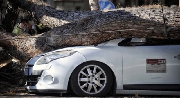 Roma, la strage di alberi, dopo il pino killer stop ai "controlli a vista"