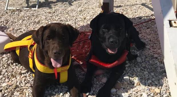 I cani-bagnino Buck e Becky in servizio la scorsa estate