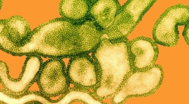 L'aviaria spaventa ancora: il virus H10N8 potrebbe far scoppiare una nuova pandemia