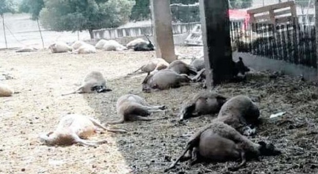 Nuovo assalto dei lupi agli allevamenti: sbranate 25 pecore