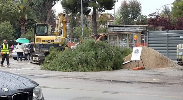 Gli alberi tagliati in viale De Gasperi